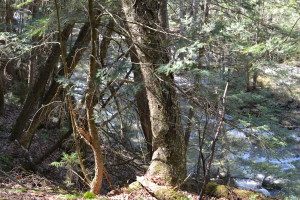 Lucas Brook Trail